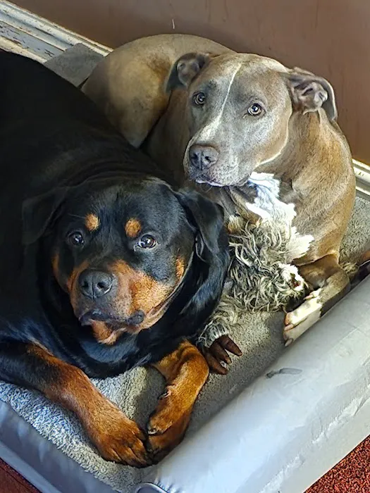 Banfield Pet Hospital 12