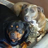 Banfield Pet Hospital ico