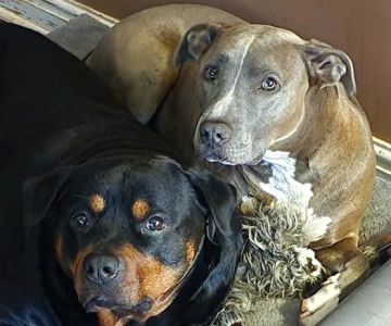 Banfield Pet Hospital