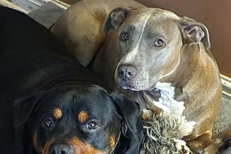 Banfield Pet Hospital