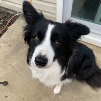Healing Path Integrative Veterinary ico