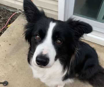 Healing Path Integrative Veterinary