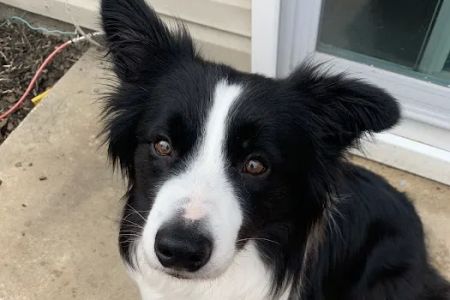 Healing Path Integrative Veterinary