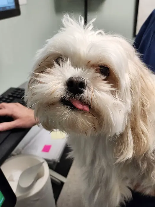 Animal Hospital of West Woodstock 3