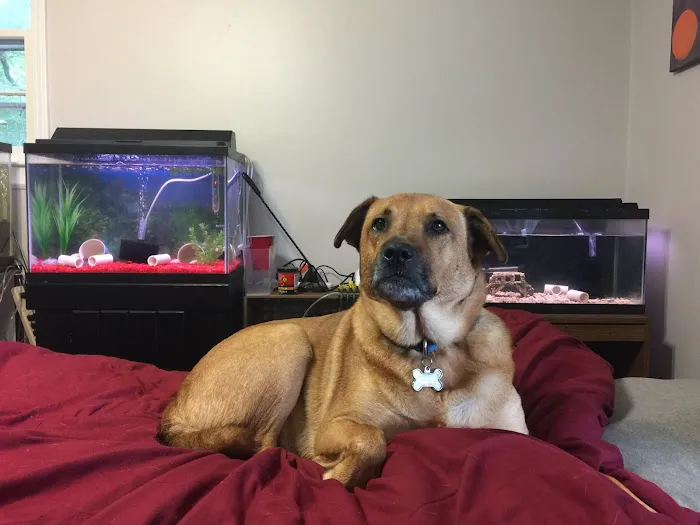 Animal Hospital of West Woodstock 4