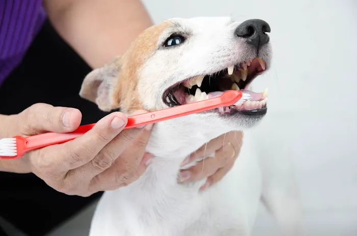 Animal Hospital of West Woodstock 6