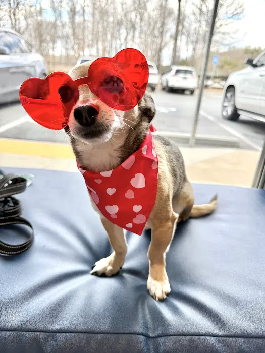 CityVet | Woodstock 4