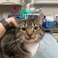 Atlanta Veterinary Dentistry ico
