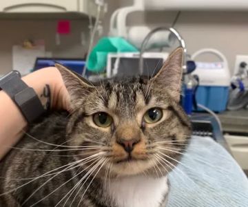 Atlanta Veterinary Dentistry