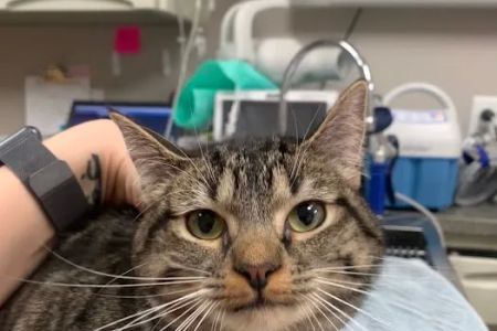 Atlanta Veterinary Dentistry
