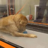 Veterinary Referral Surgical Practice ico