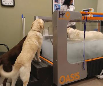 Atlanta Animal Rehab & Fitness