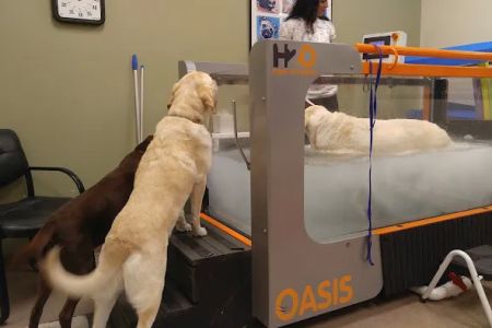 Atlanta Animal Rehab & Fitness