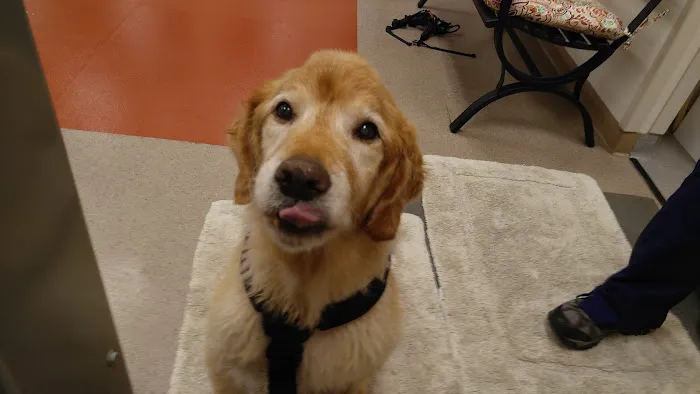 Atlanta Animal Rehab & Fitness 12