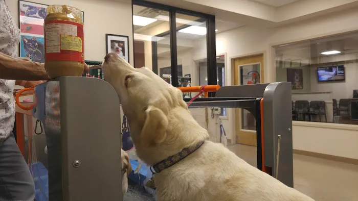 Atlanta Animal Rehab & Fitness 12