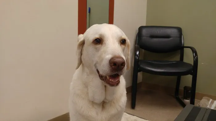 Atlanta Animal Rehab & Fitness 12