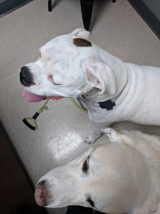 Holcomb Bridge Animal Hospital 12