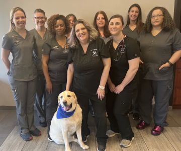 Atlanta Veterinary Dental Services