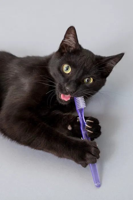 Atlanta Veterinary Dental Services 12