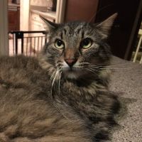 East Roswell Vet Hospital ico