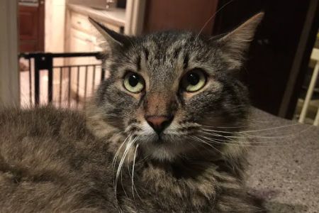 East Roswell Vet Hospital