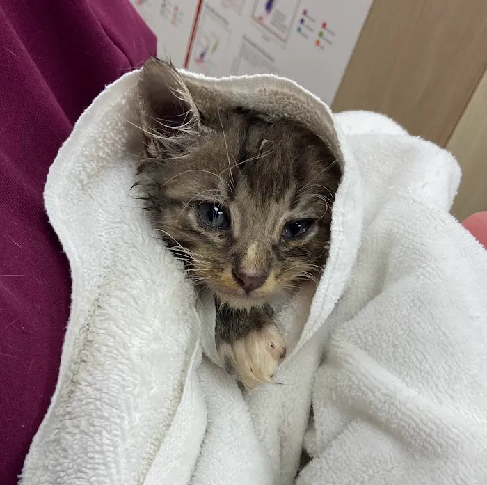 PeachVet Pet Wellness 12