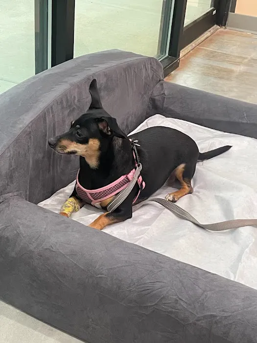 PeachVet Pet Wellness 12
