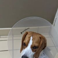 VCA Pets Are People Too Roswell Animal Hospital ico