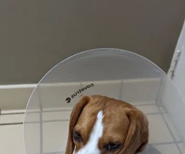 VCA Pets Are People Too Roswell Animal Hospital