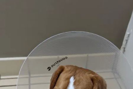 VCA Pets Are People Too Roswell Animal Hospital