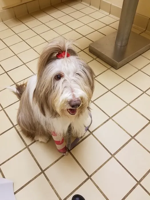 VCA Pets Are People Too Roswell Animal Hospital 3