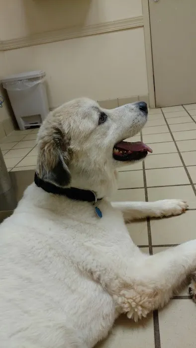 VCA Pets Are People Too Roswell Animal Hospital 5
