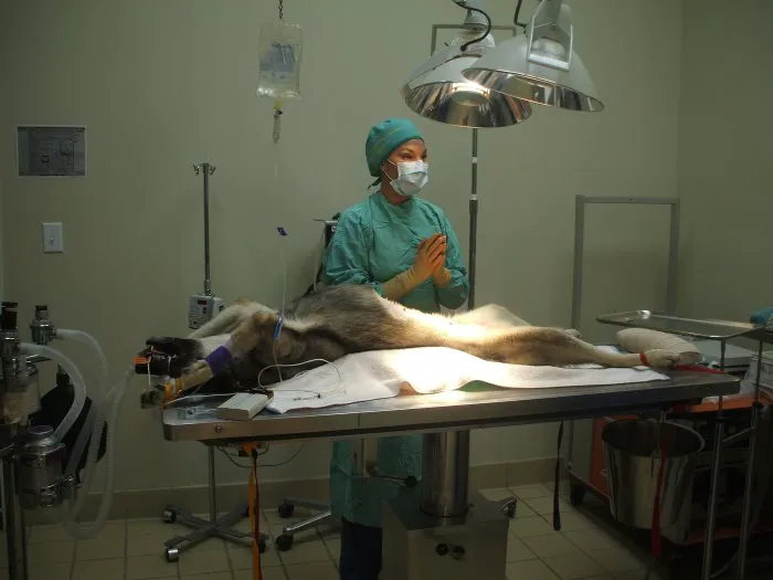 VCA Pets Are People Too Roswell Animal Hospital 9