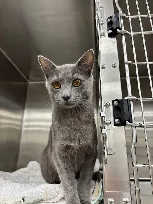 CityVet | Roswell + Urgent Care 3