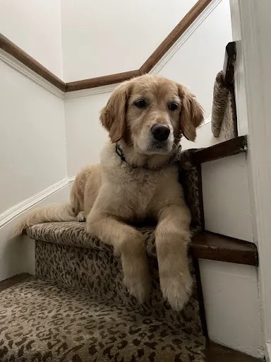 CityVet | Roswell + Urgent Care 4