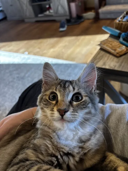 CityVet | Roswell + Urgent Care 5