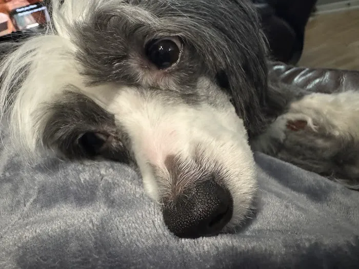 CityVet | Roswell + Urgent Care 10
