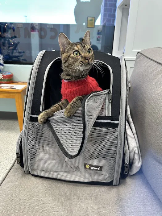 Community Cat Clinic 12