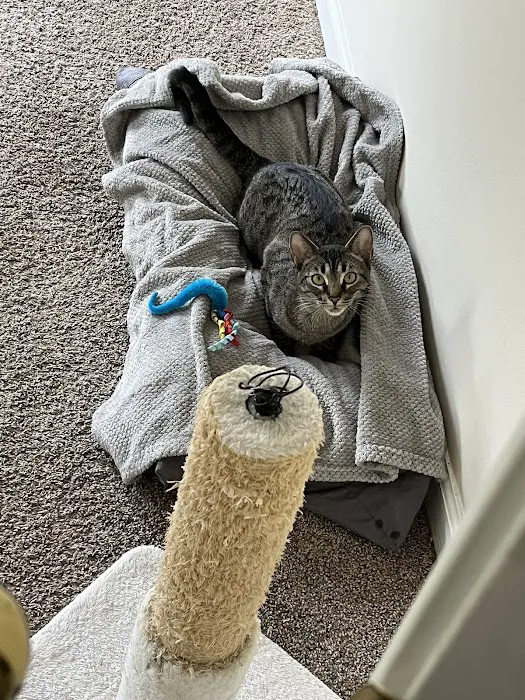 Community Cat Clinic 12