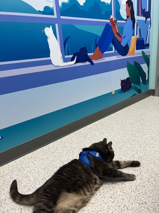 Community Cat Clinic 12