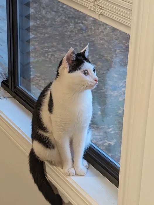 Community Cat Clinic 12