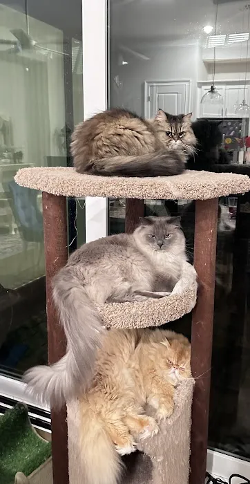 Community Cat Clinic 12