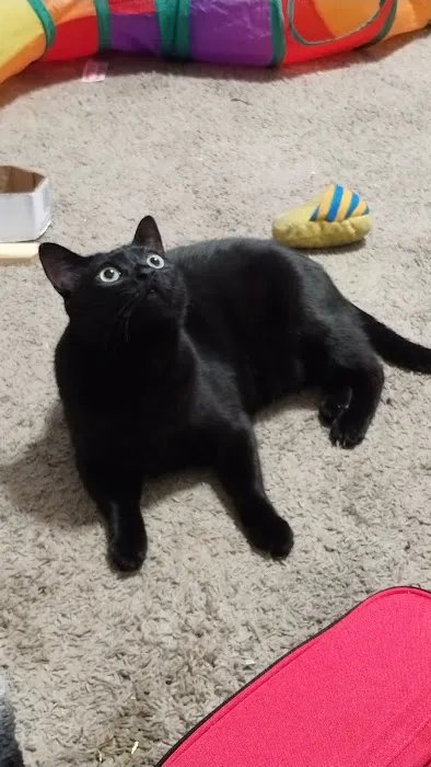 Community Cat Clinic 12