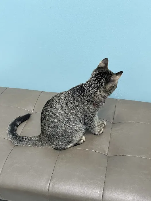 Community Cat Clinic 12