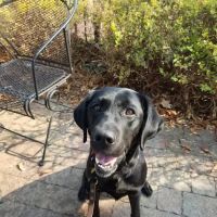 Trickum Ridge Animal Hospital ico