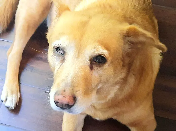 Trickum Ridge Animal Hospital 9