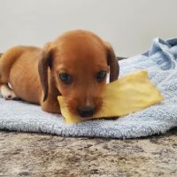 Suburban Veterinary Clinic ico
