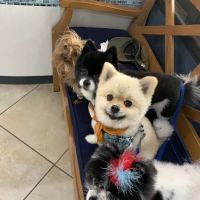 Dunwoody Animal Medical Center ico