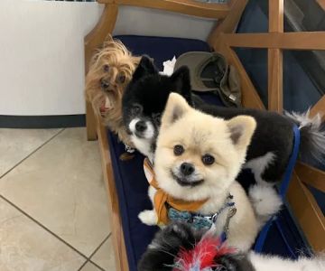 Dunwoody Animal Medical Center