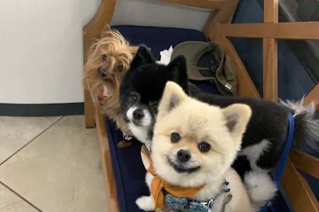 Dunwoody Animal Medical Center